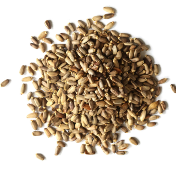 Milk Thistle Seed