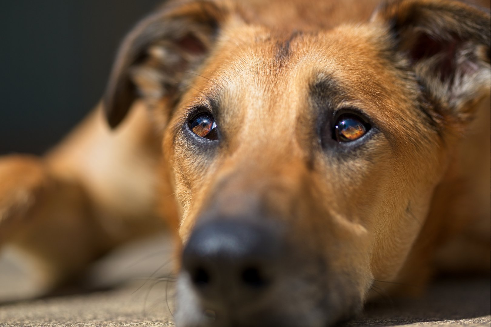 Close up of brown Lurcher greyhound German shepherd cross lying down
