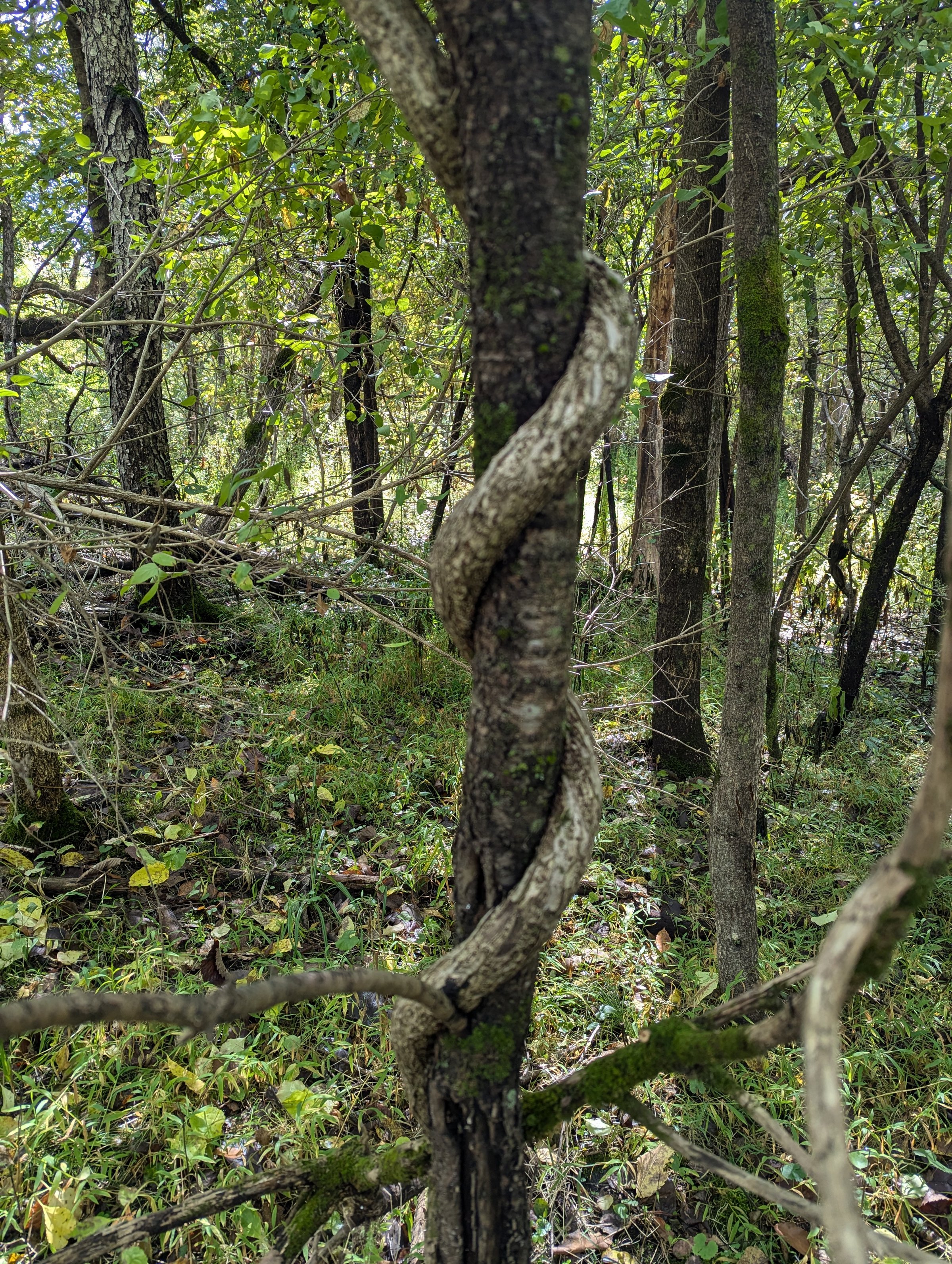 Thick vine twisting around a tree