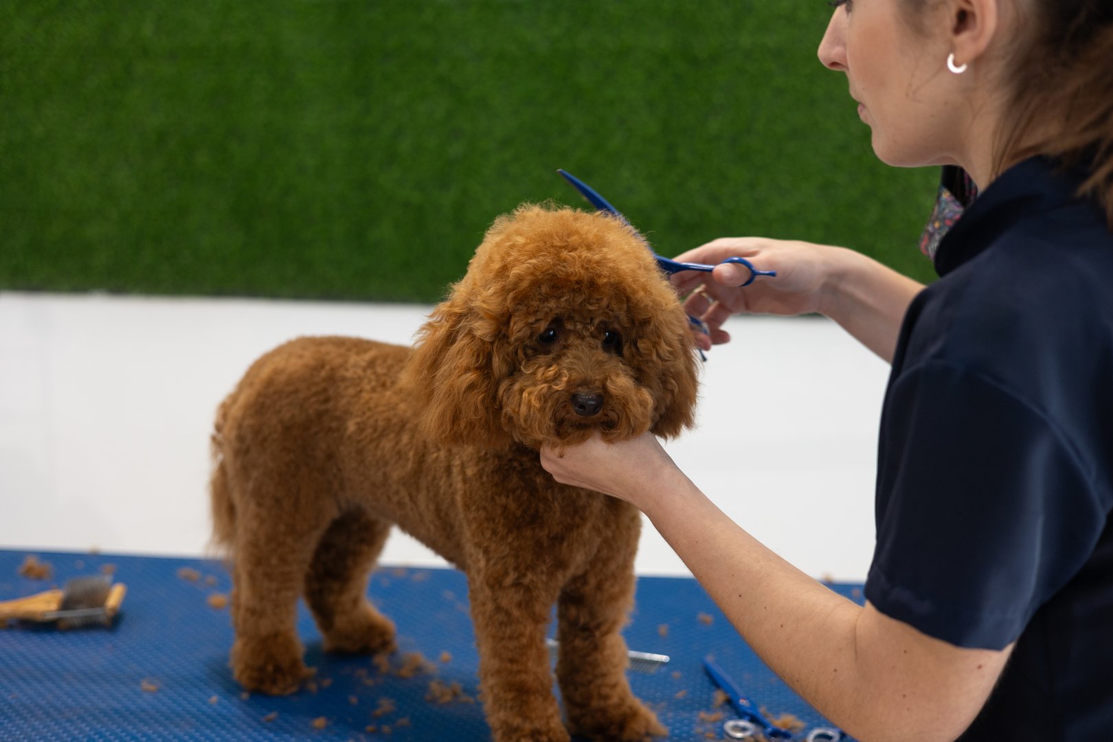 Professional dog groomer carefully trimming white toy poodle fur using sharp scissors inside pet salon