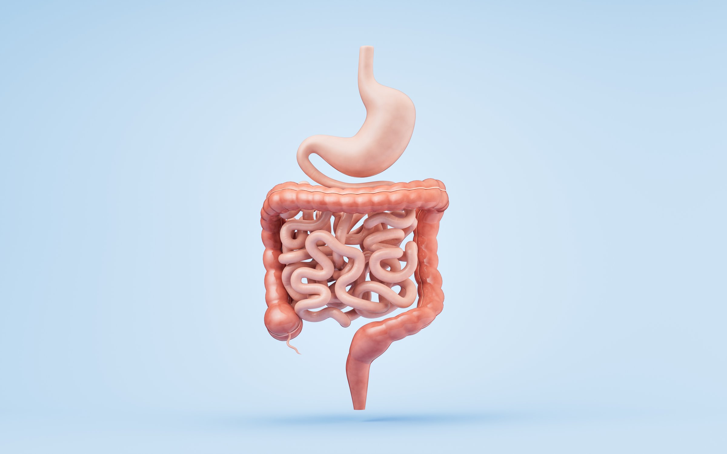 Stomach and intestinal tract, 3d rendering. 3D illustration.