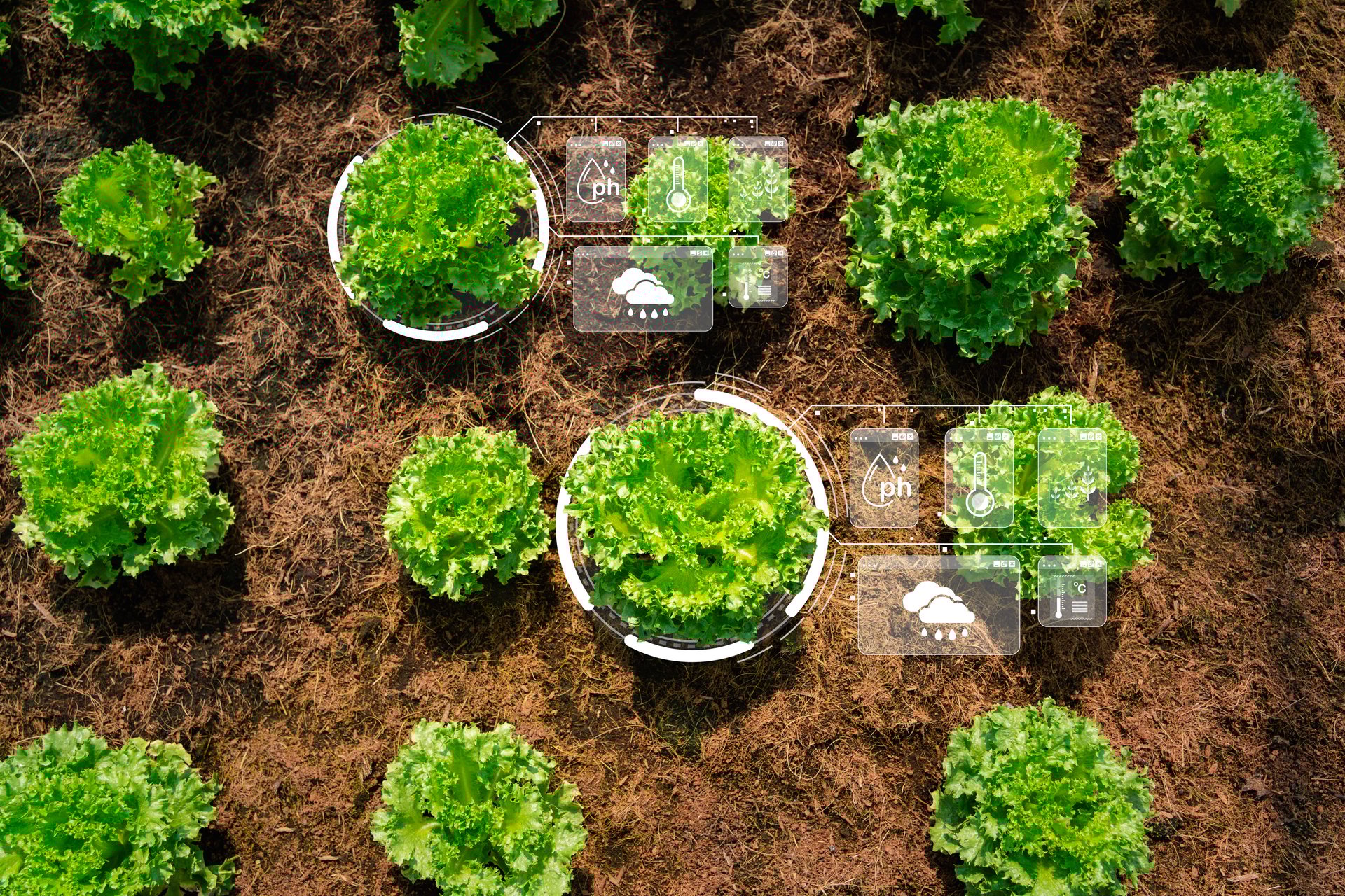 Technology Meets Agriculture Digital Circle Boosts Pre Harvest Analysis of Plant Seedlings for Superior Vegetable Yield