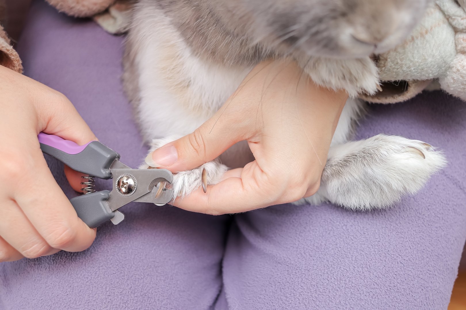 close up of girl's hand trims long claws on grey rabbit's hind leg with special pet grooming clipper at home