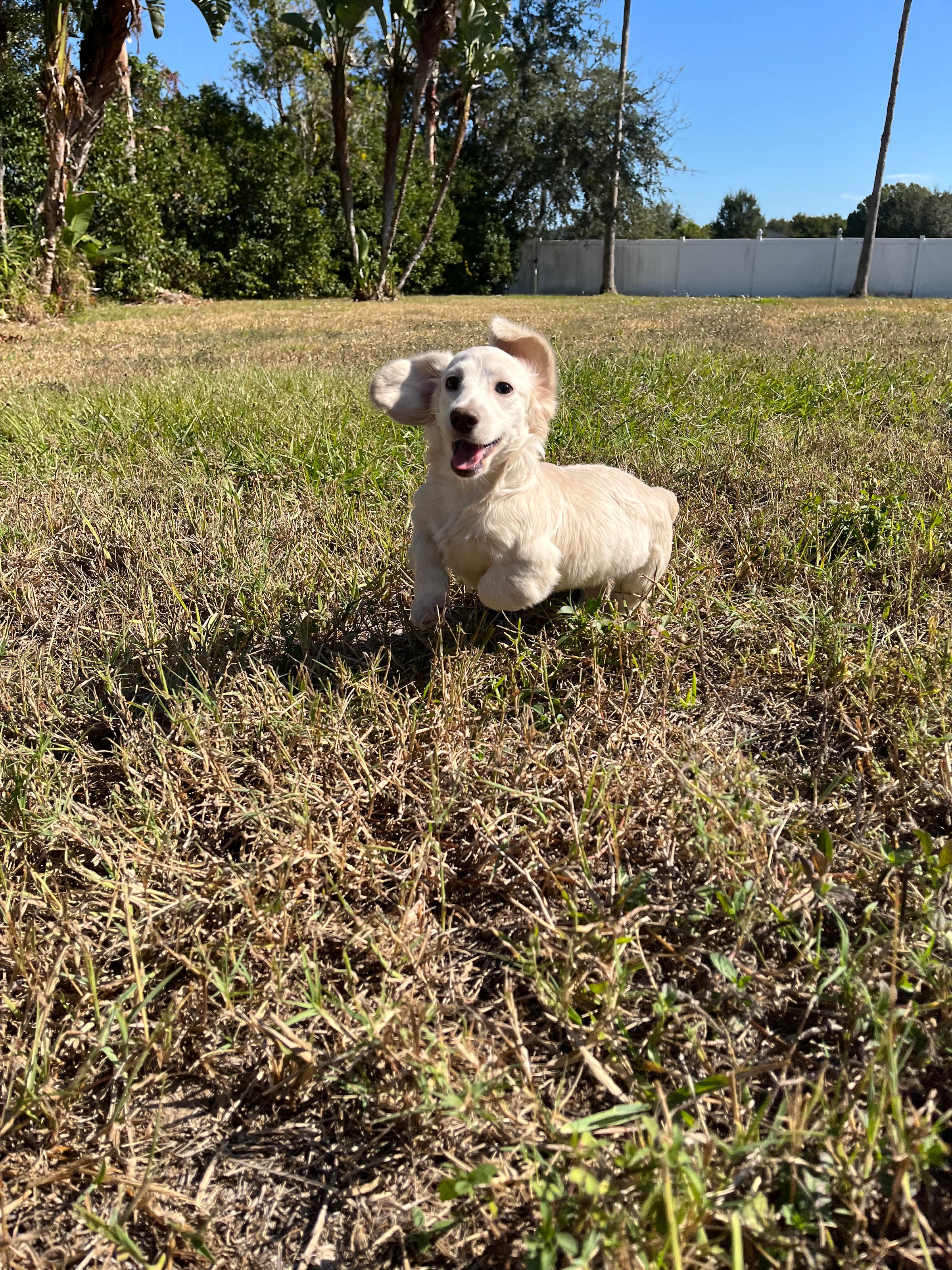 Maxine the dachshund