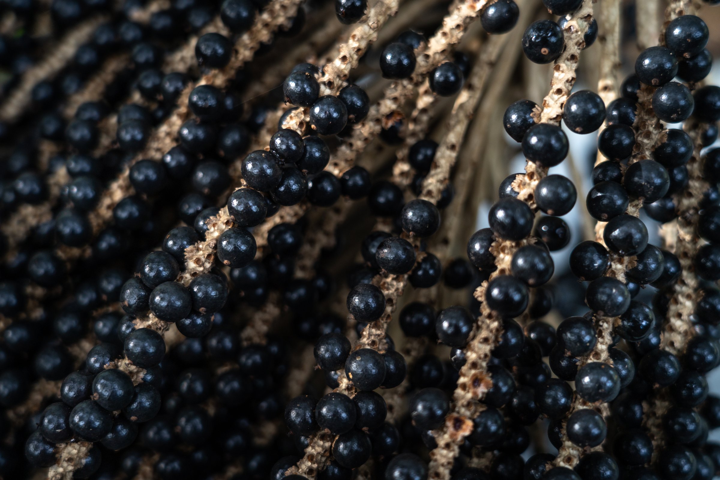 Acai berry fruit bunch close up in the Amazon rainforest, Brazil during harvest. Selective focus. Concept of food, biodiversity, ecology, environment, vitamin, health, background, pattern, superfood.