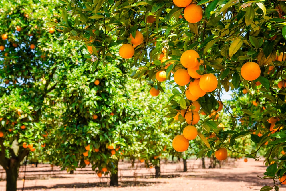 Proyecto Tecámac Verde - Iniciativa de reforestación y cuidado del medio ambiente