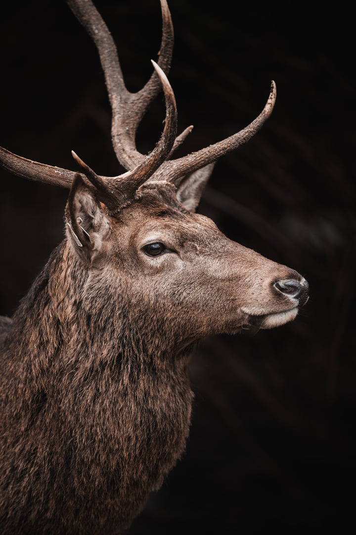 Portrait of a big deer buck from the side on a dark background