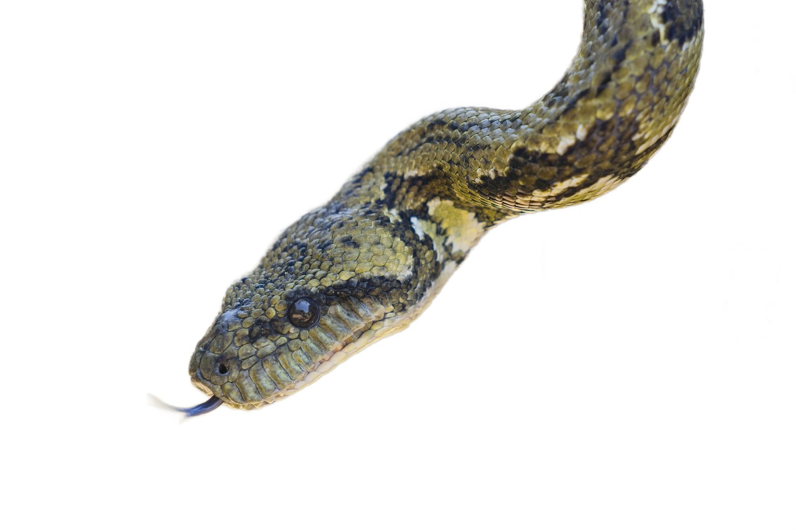 Close-up view of a sanzinia madagascariensis boa flicking its tongue, showcasing intricate scales and patterns against a transparent background