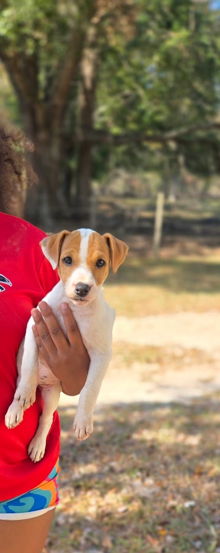 Jack Russell Terrier female puppy available from Tomlin Farms