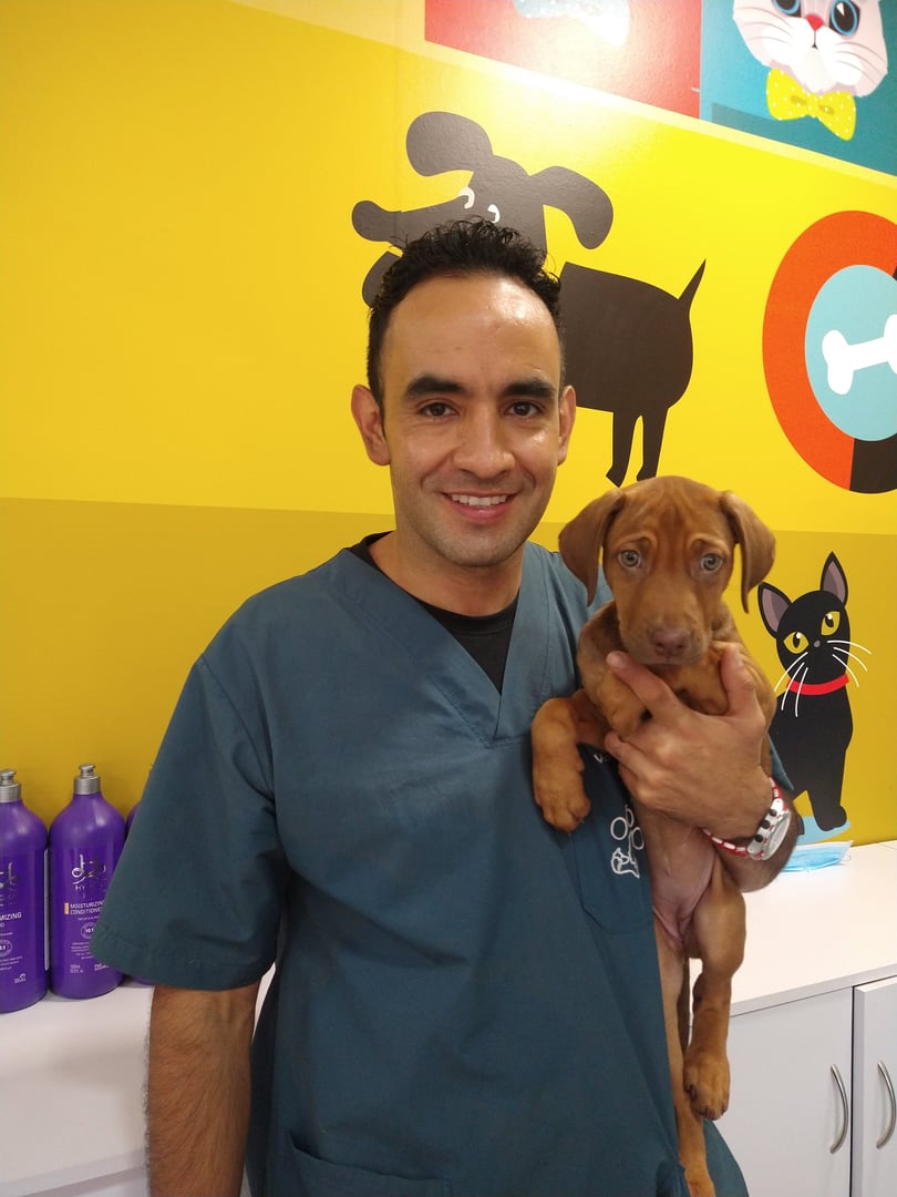 A veterinarian in scrubs holds a brown puppy in front of a colorful wall with animal illustrations.