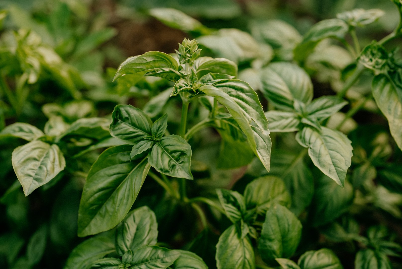 Close-up of a lush basil plant thriving in a home garden. Fresh green leaves symbolize natural growth, organic farming, healthy cooking ingredients. High quality photo