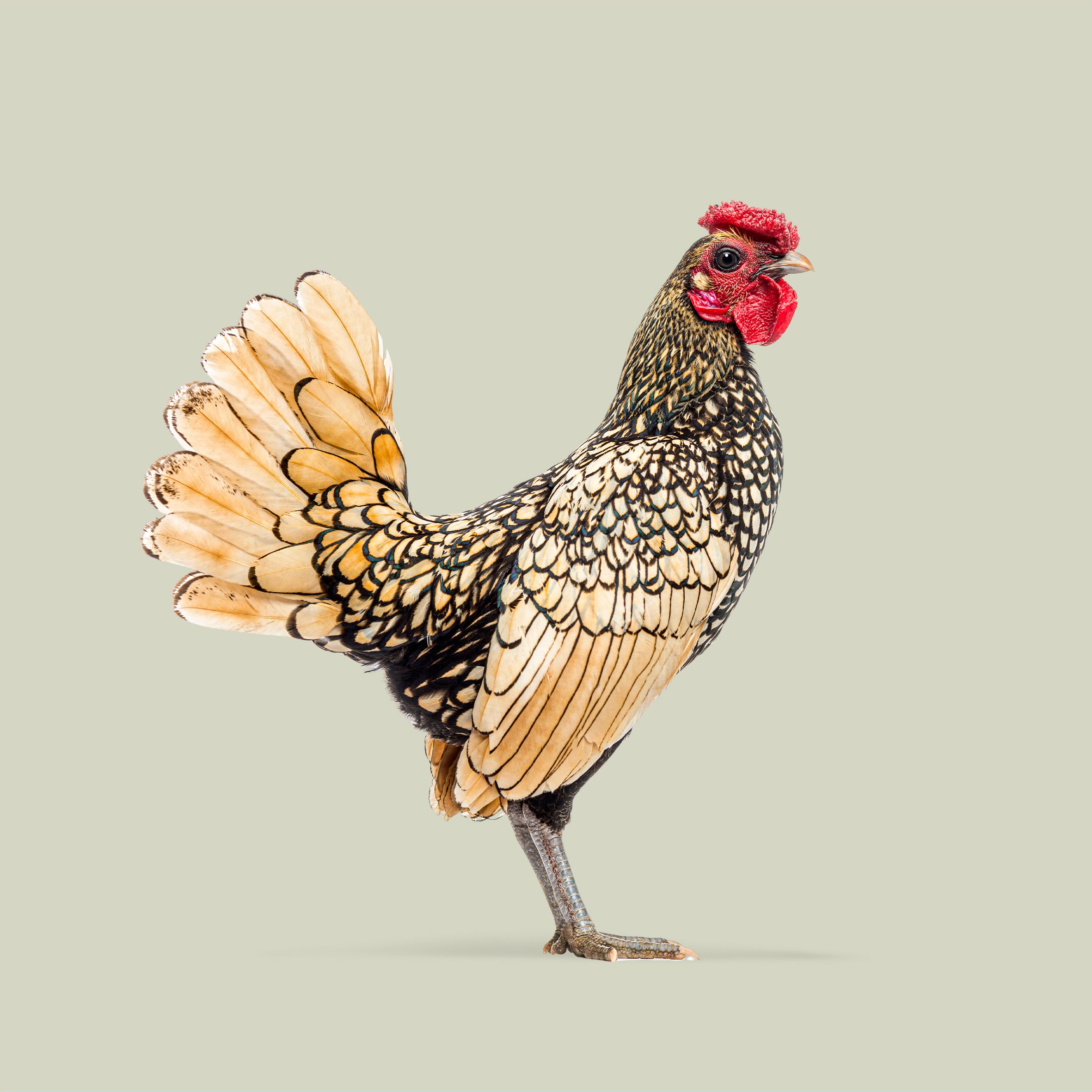 Golden sebright chicken standing and showing its beautiful plumage, isolated on a light green background