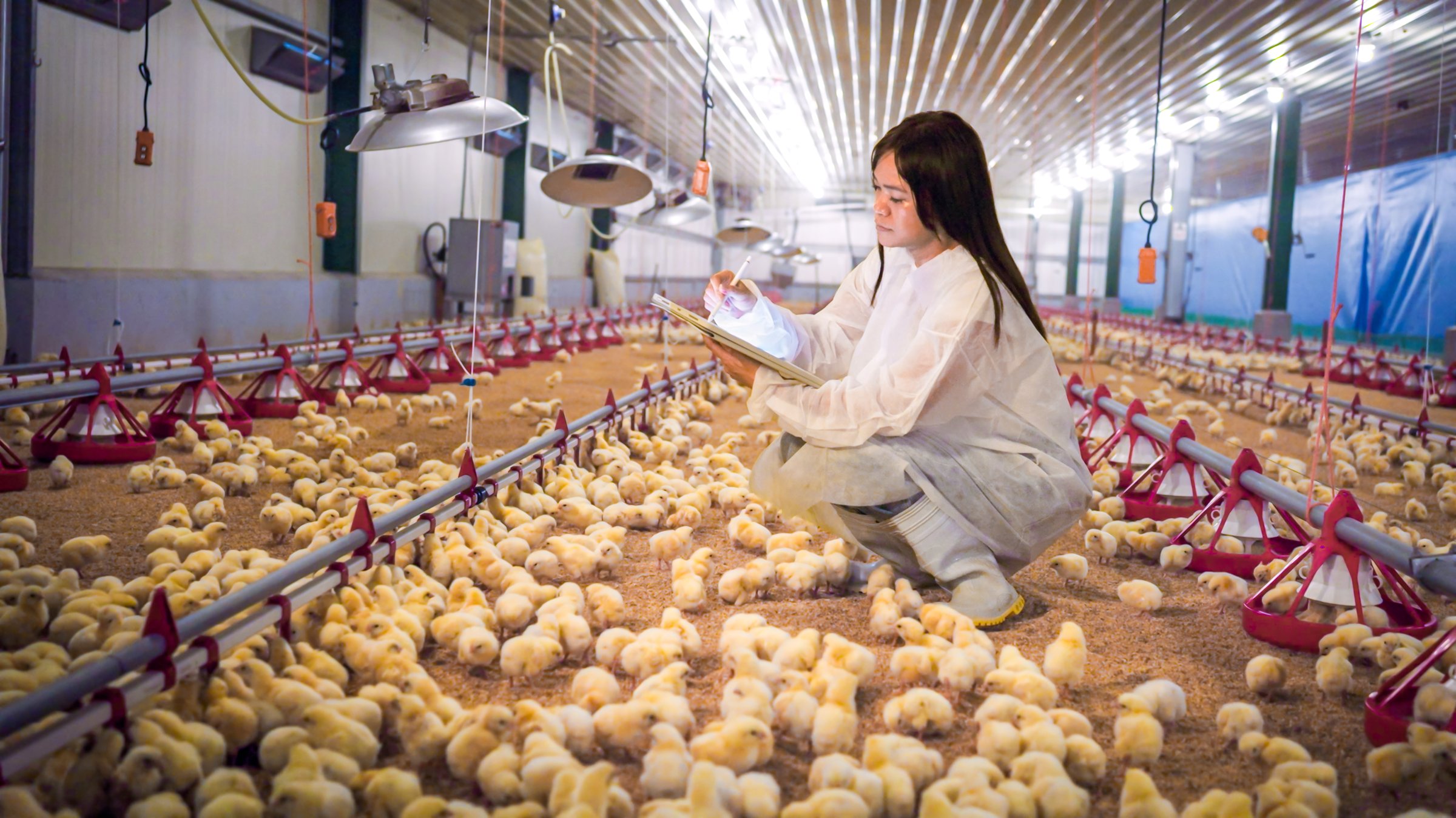 Taiwanese technician checks chick conditions using a tablet while kneeling in a brightly lit poultry facility, ensuring proper care, hygiene and productivity in a controlled farm environment.