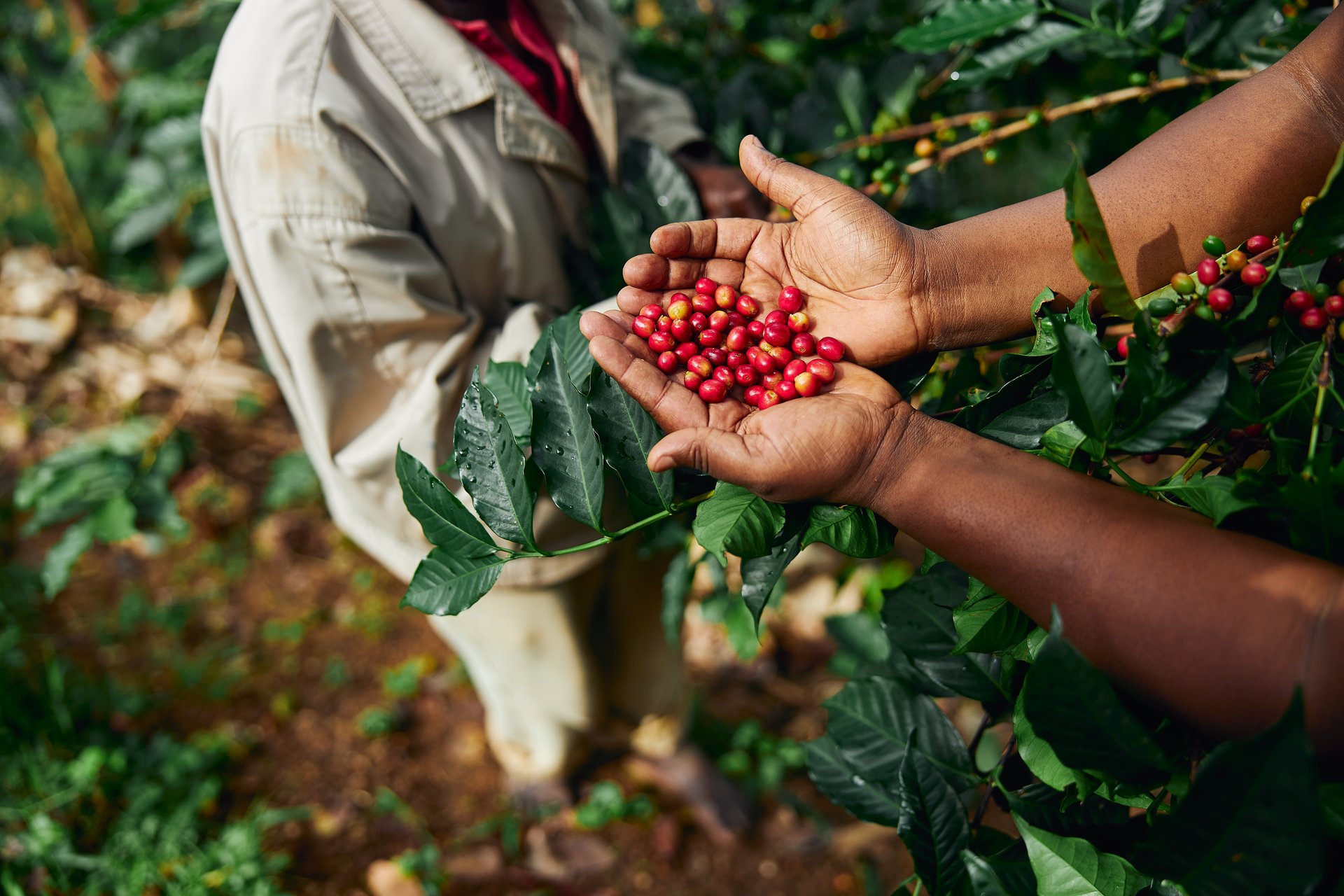 Sustainable Coffee Farming