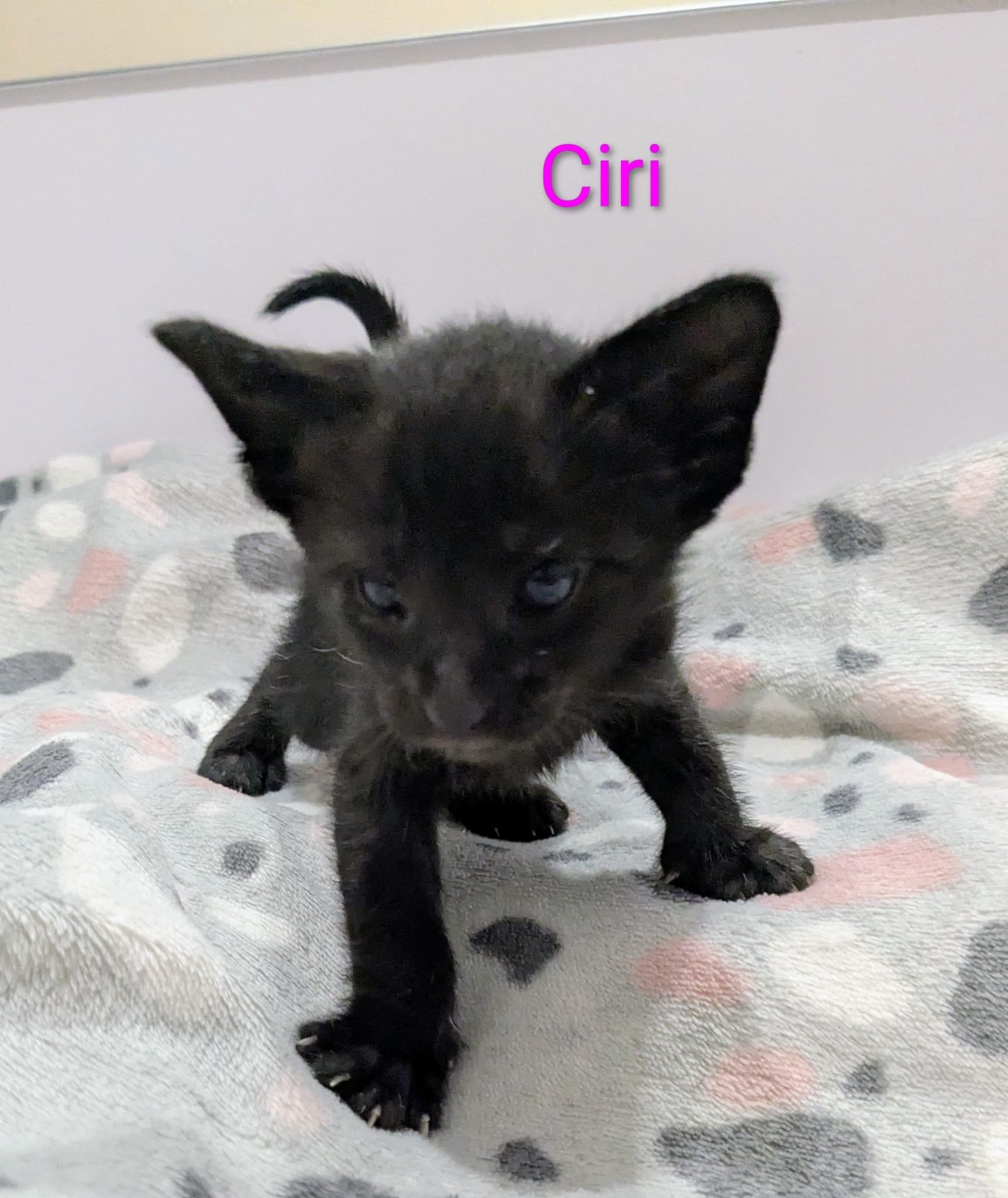 Ciri - Beautiful Oriental short hair cat