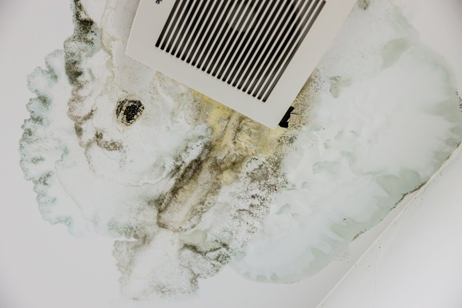 Dirty scary black mold on bathroom ceiling from wet moisture danger from lung disease.