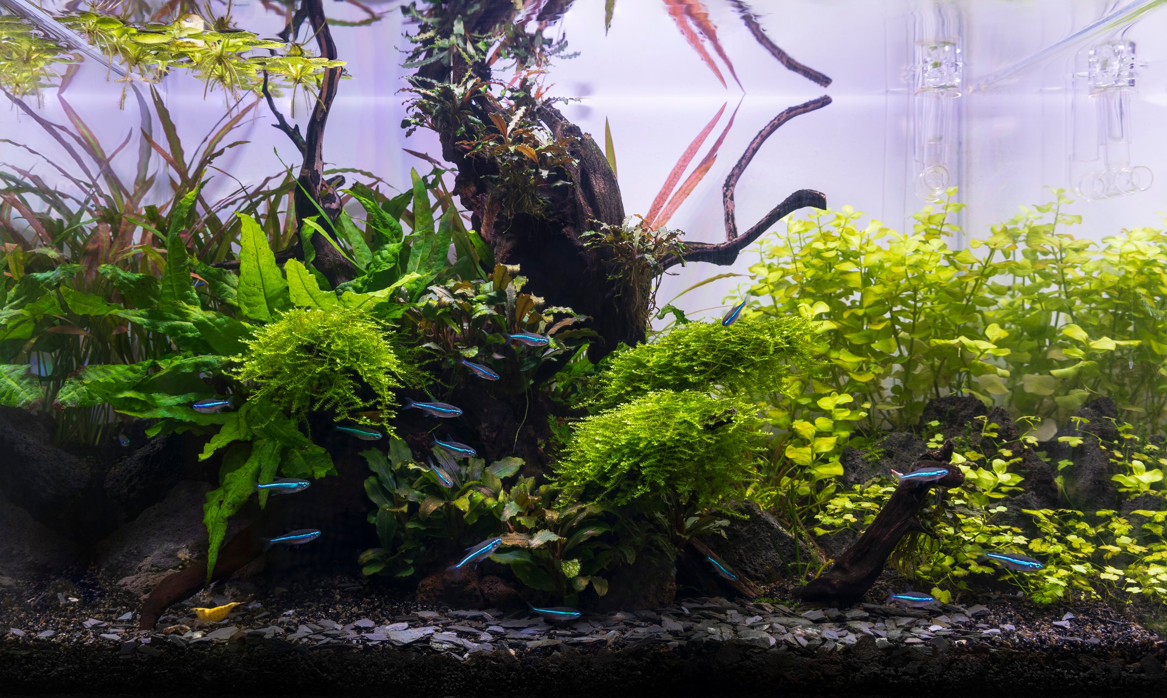 Vibrant aquarium with Green Neon Tetra fish swimming among lush green plants and driftwood. A serene underwater scene, beautifully lit, showcasing a thriving ecosystem.