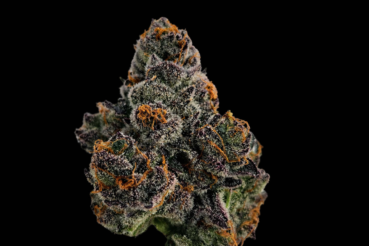 SLURTY 3 Medizinische Cannabisblüten