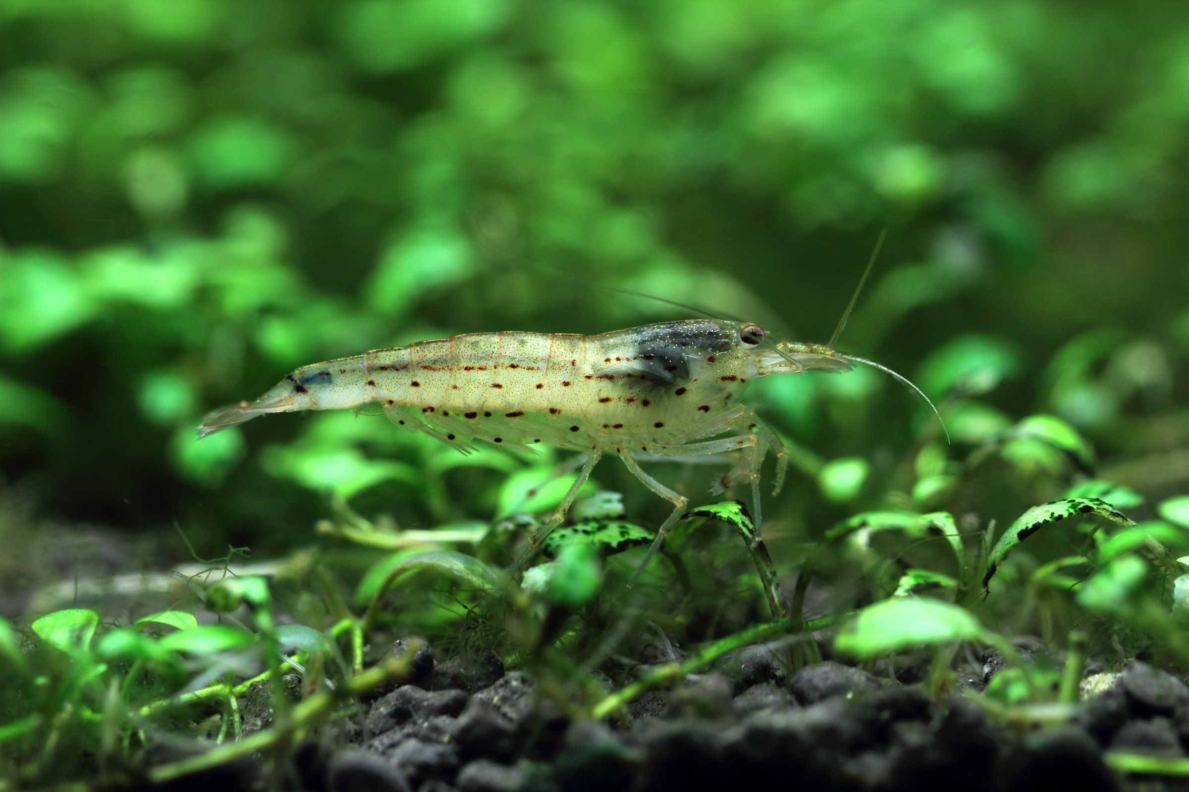 An Amano Shrimp (Caridina Multidentata) looking for food.
