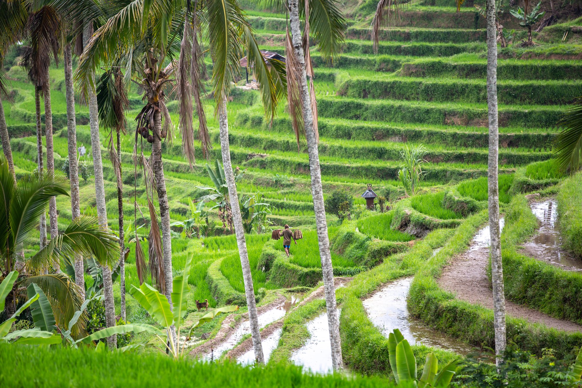 Jatiluwih UNESCO rice terraces Bali Indonesia