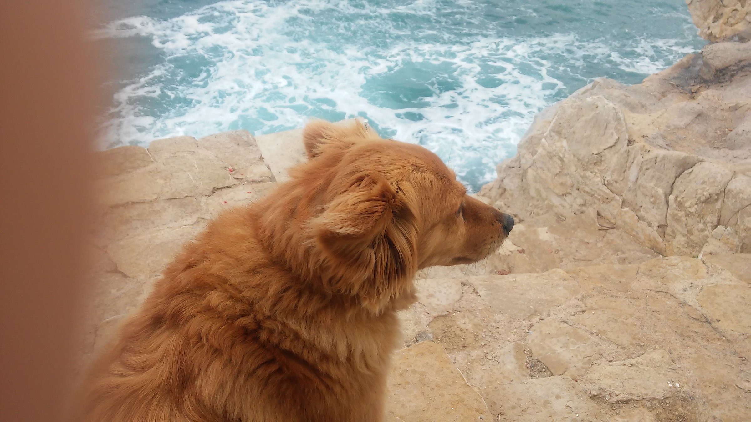 A fluffy, tan dog gazing out over a rocky cliff towards the ocean, with waves crashing below.