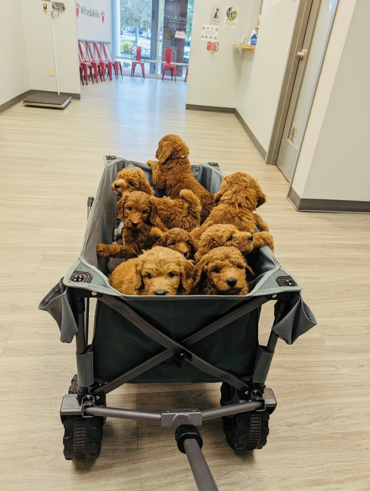 A group of fluffy brown puppies in a wagon inside a veterinary clinic hallway.