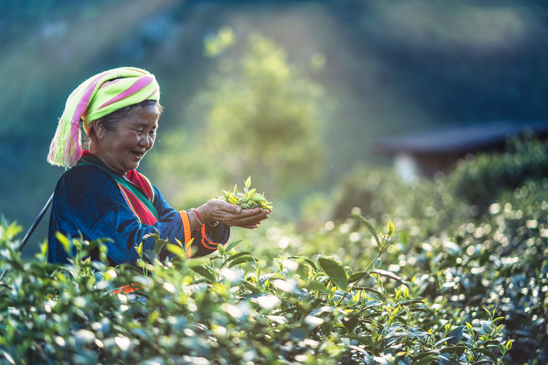 Traditional tea harvesting in Nepalese hills