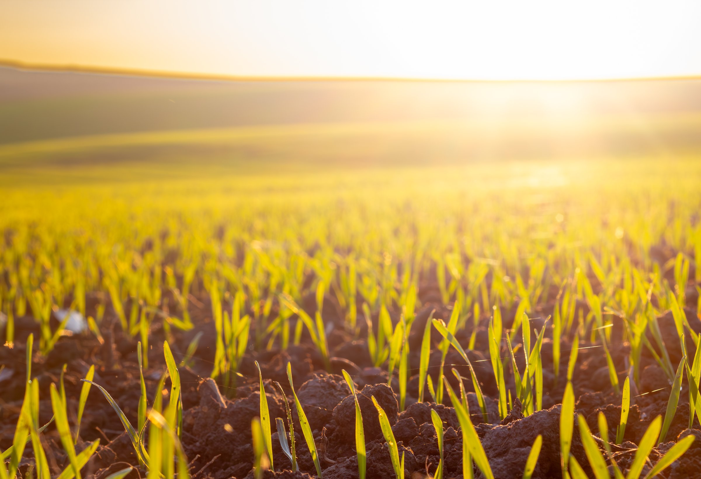 A close-up view of newly sprouted wheat seedlings growing in a field. The ground is covered with rich, dark soil and the young, green shoots are backlit by the warm light of the setting sun. Perfect for agricultural or environmental themes.
