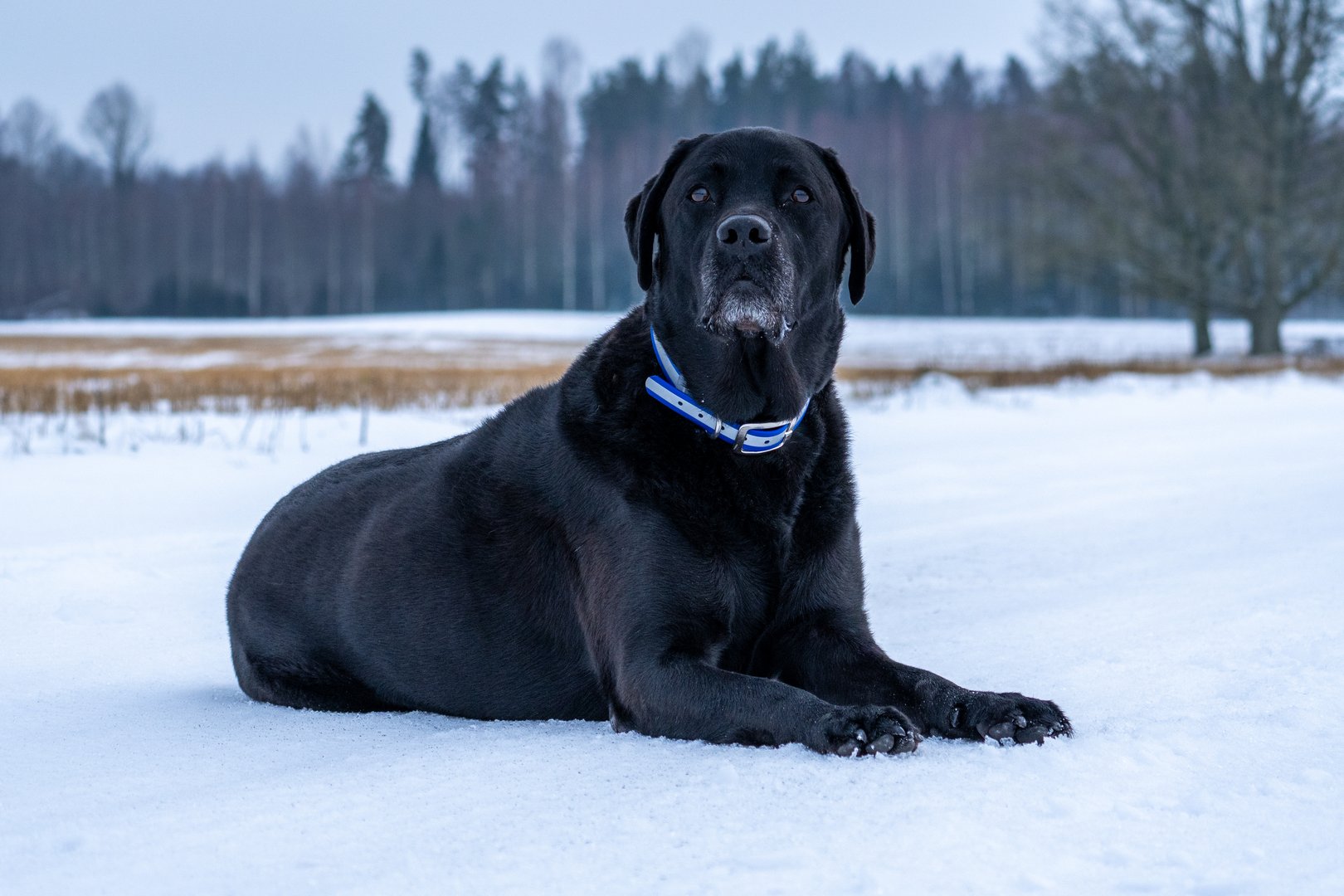 Pepper - Black Labrador in snow
