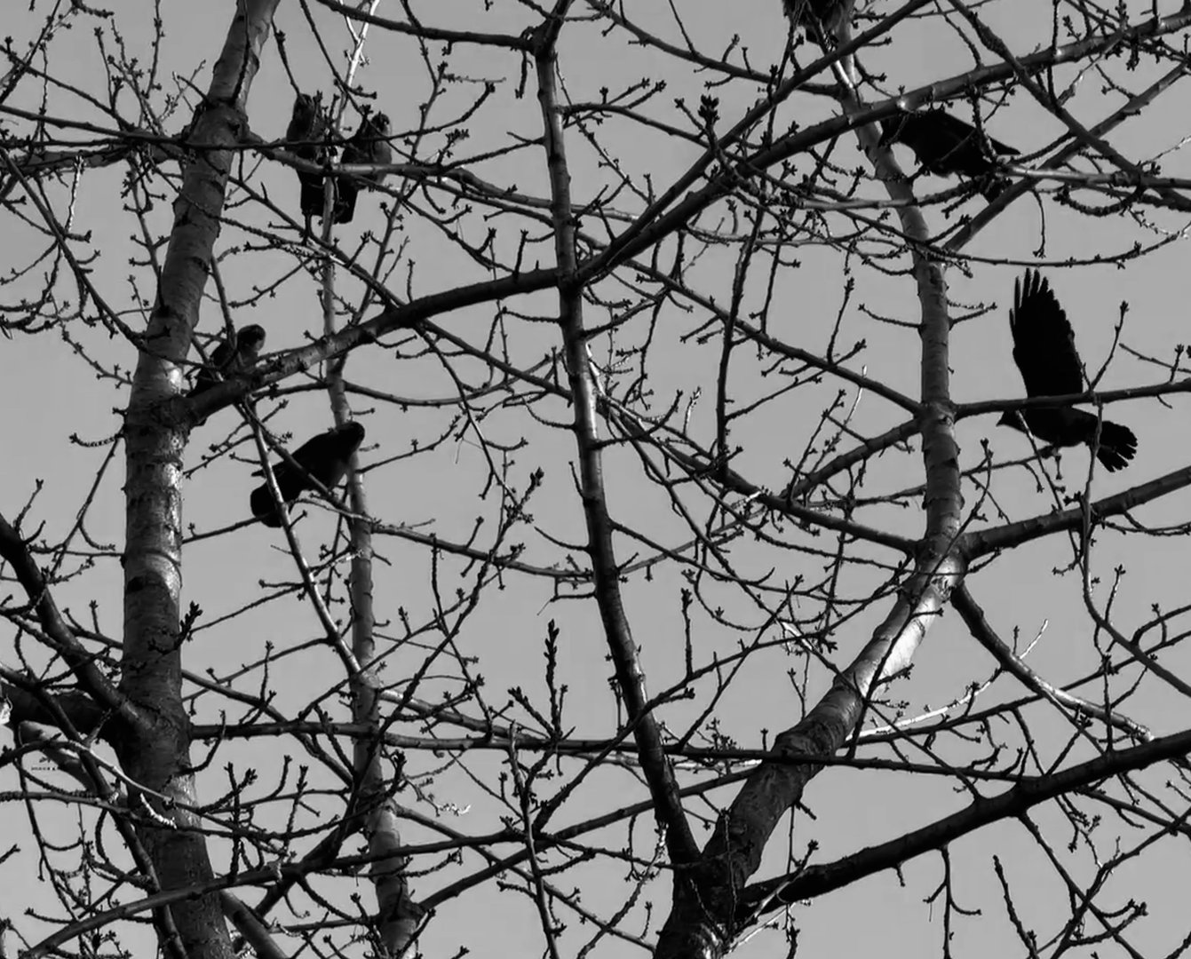 Crows sit on bare tree branches, with one in mid-flight against the sky (Prishtina).