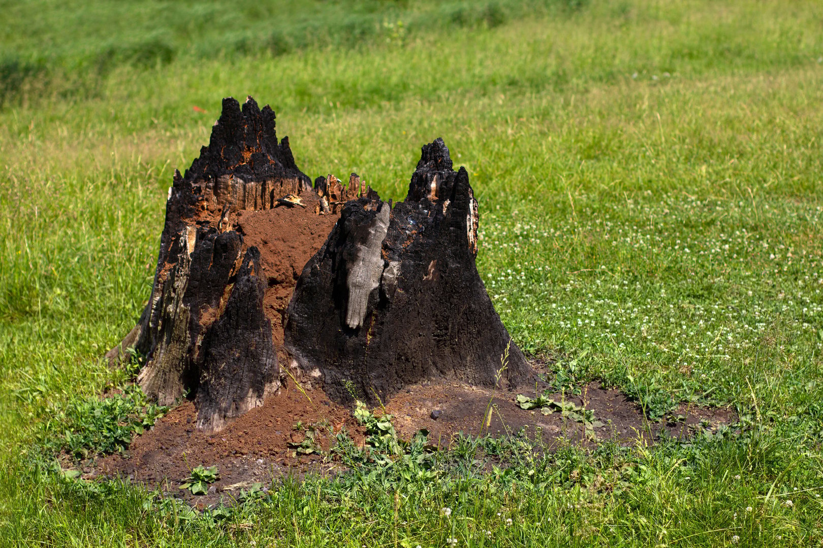 A burnt stump on the background of green grass after a forest fire. Copy the space.