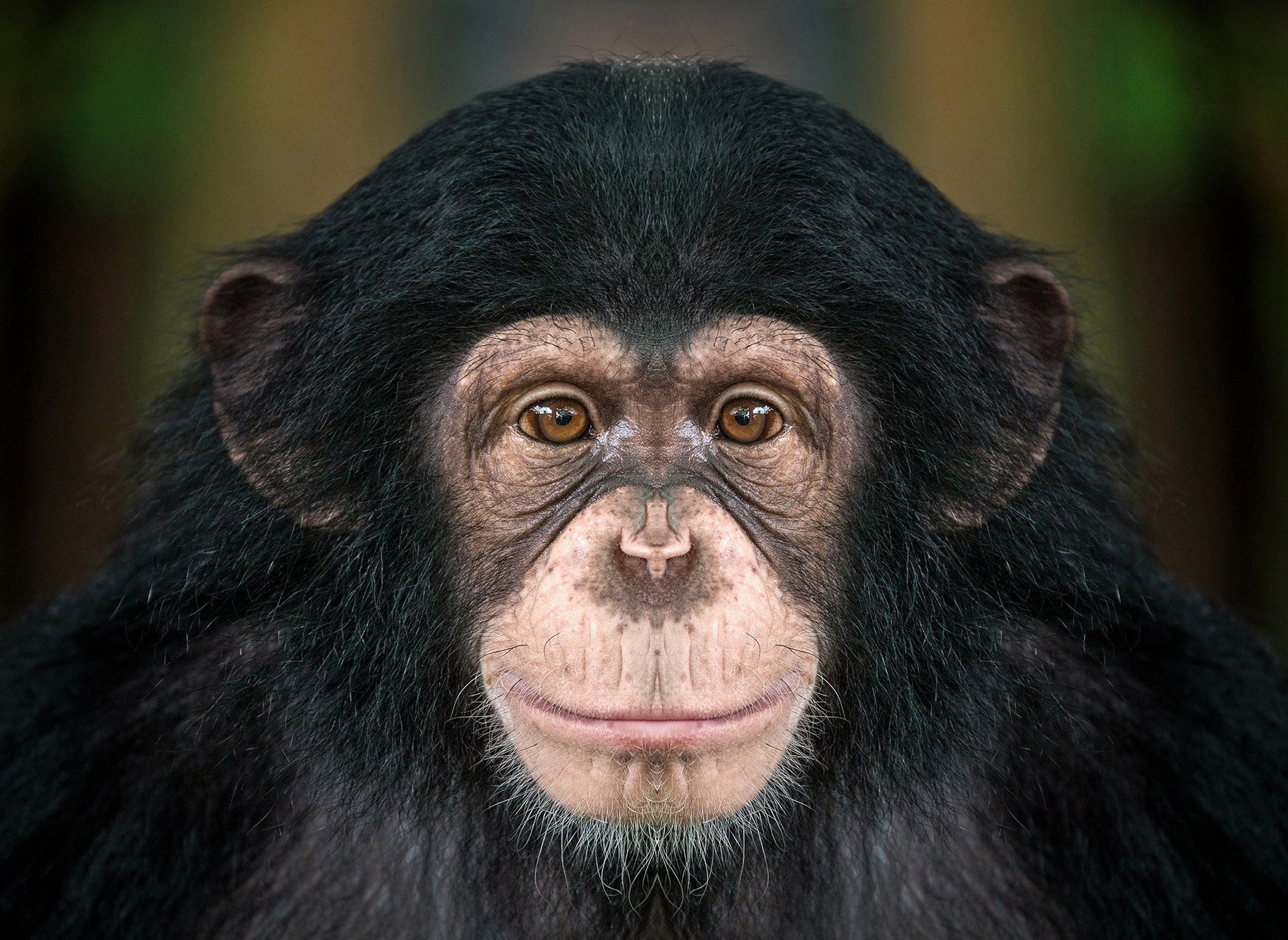 Patterns and details on the face of the chimpanzee.