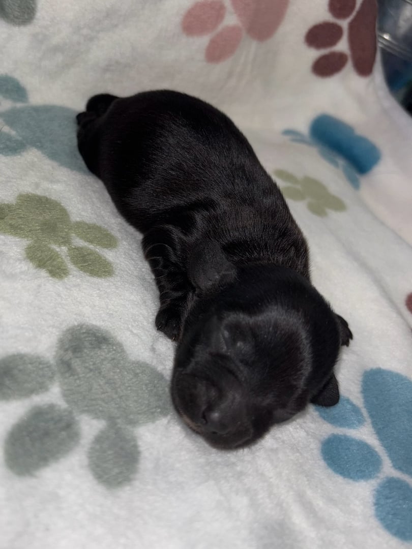 Newborn black puppy sleeping on a white blanket with colorful paw print patterns.