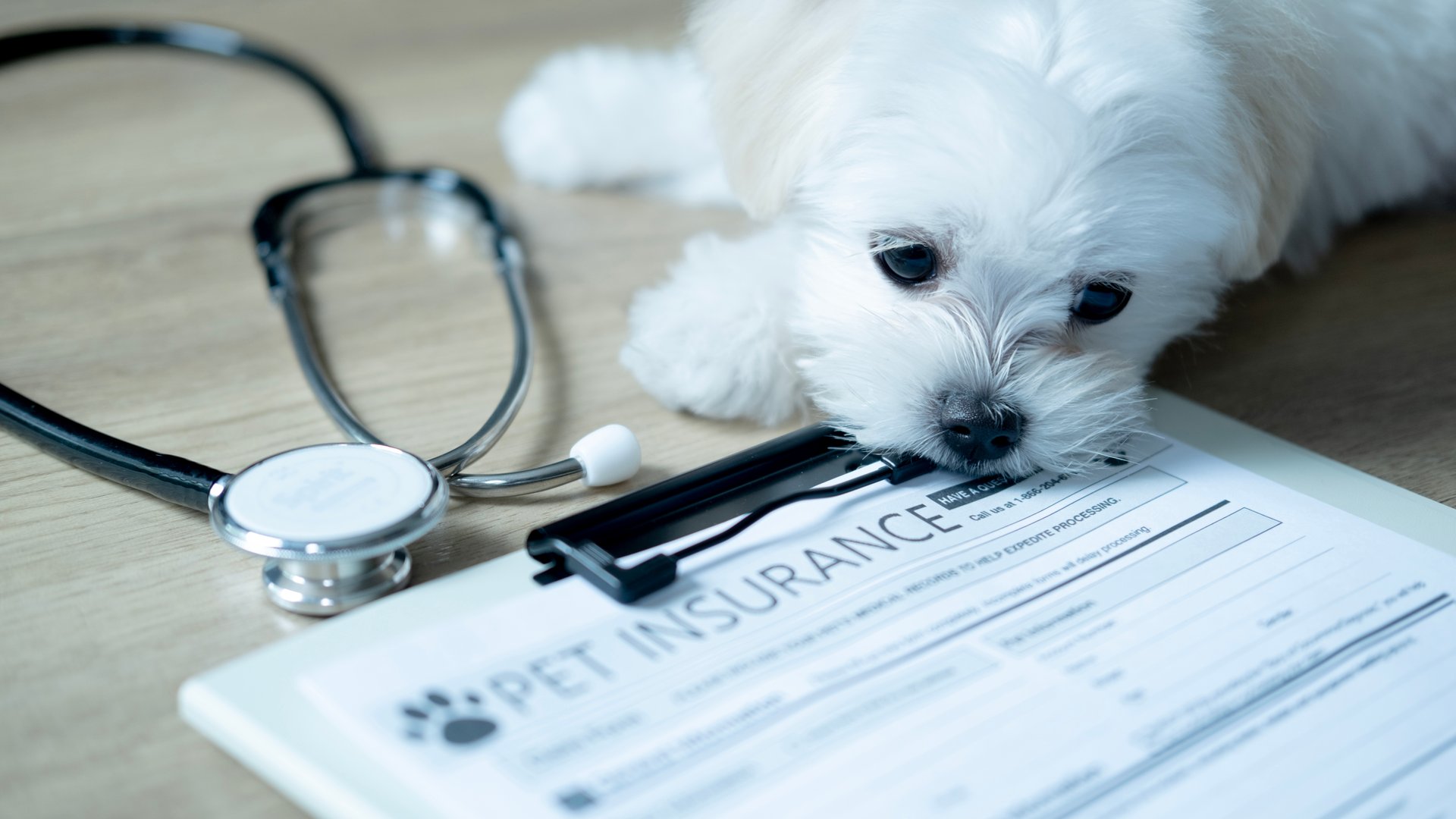 A white puppy rests its head on a pet insurance form, symbolizing the importance of planning and protection for pet health.