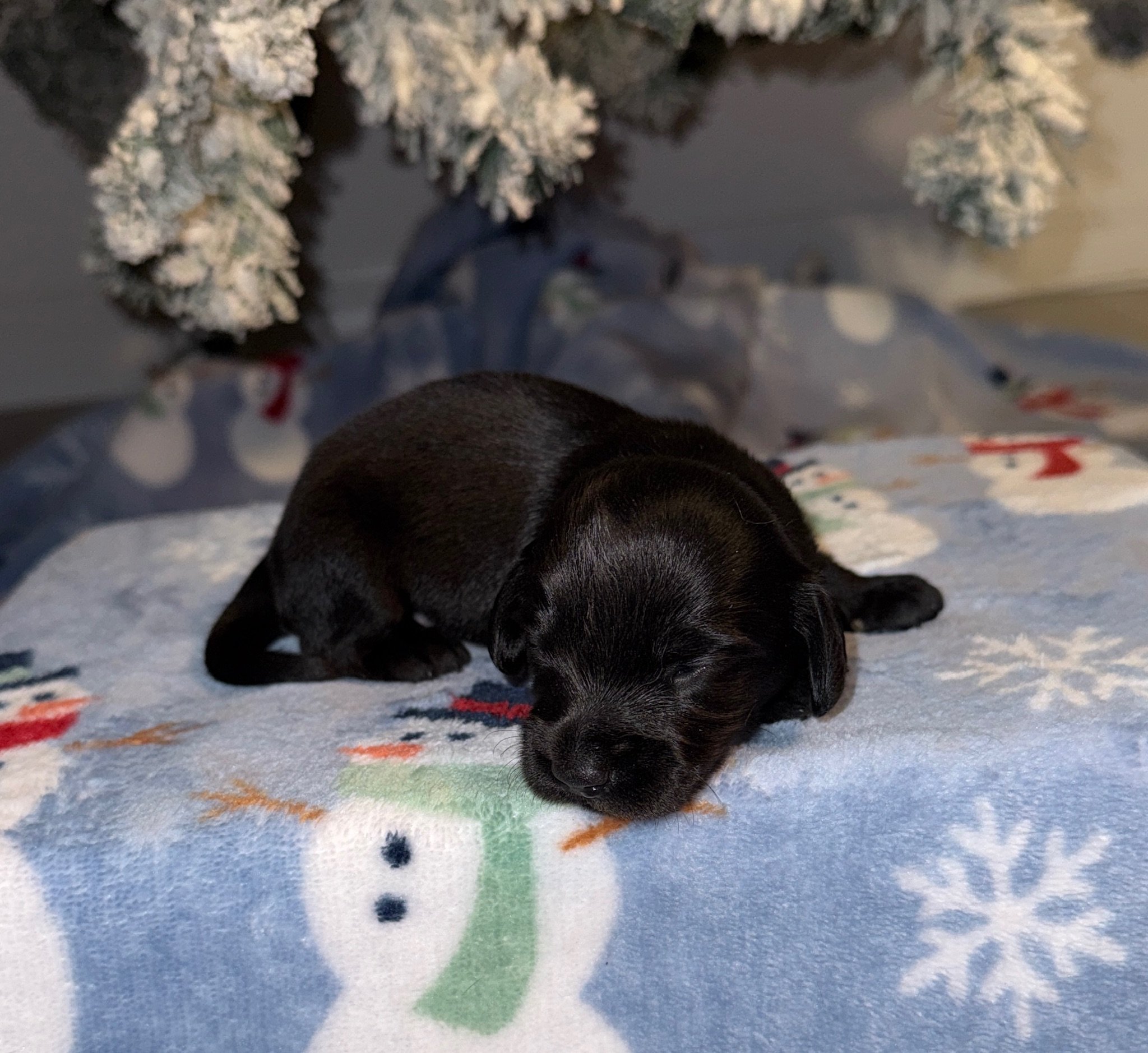A small brown puppy with light brown markings on its face and paws lying on a soft white blanket.