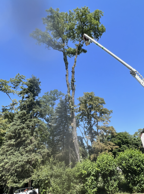 Tree Trimming Project