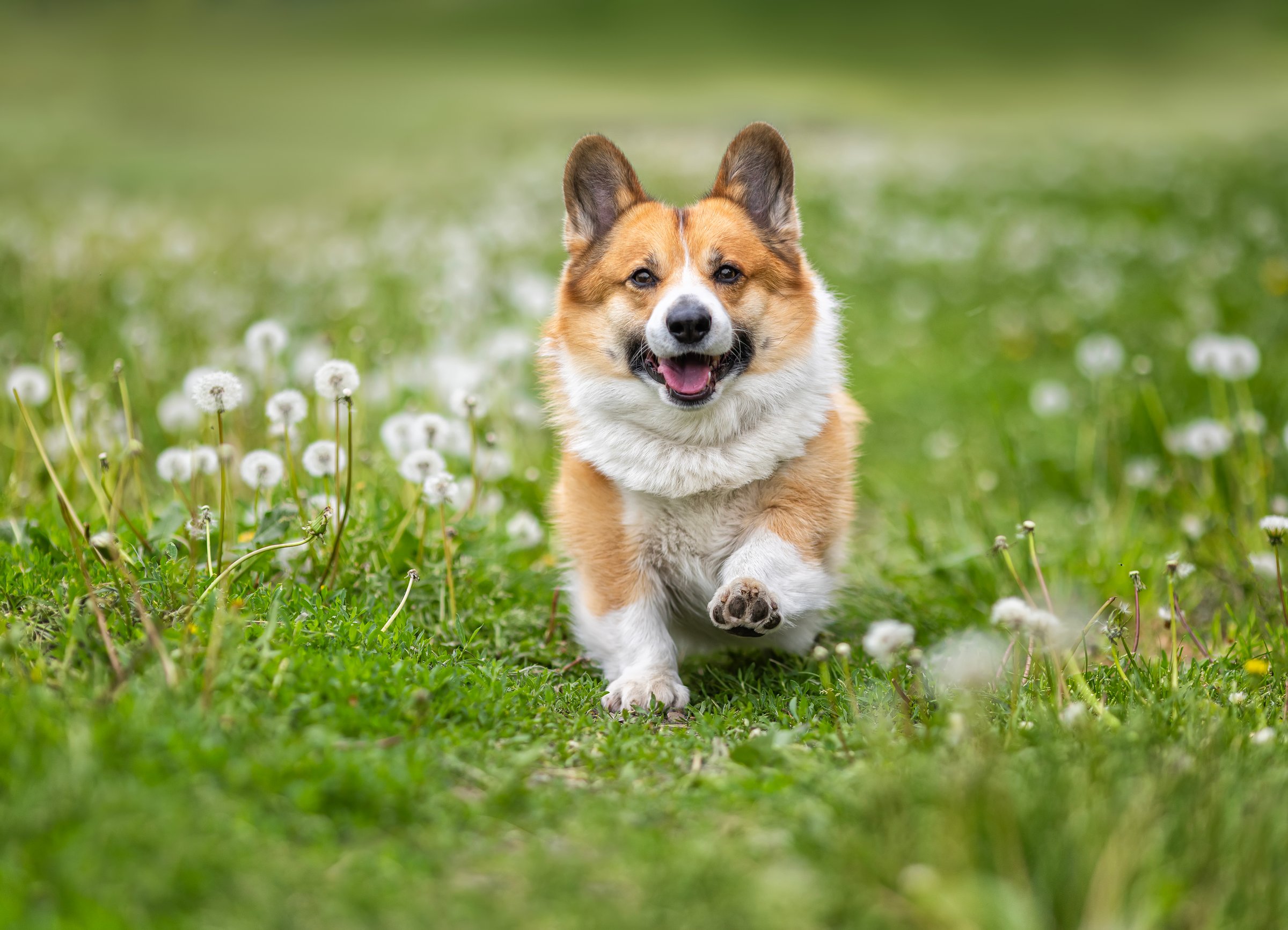 cute corgi dog running happily through green meadow with white dandelions on summer day