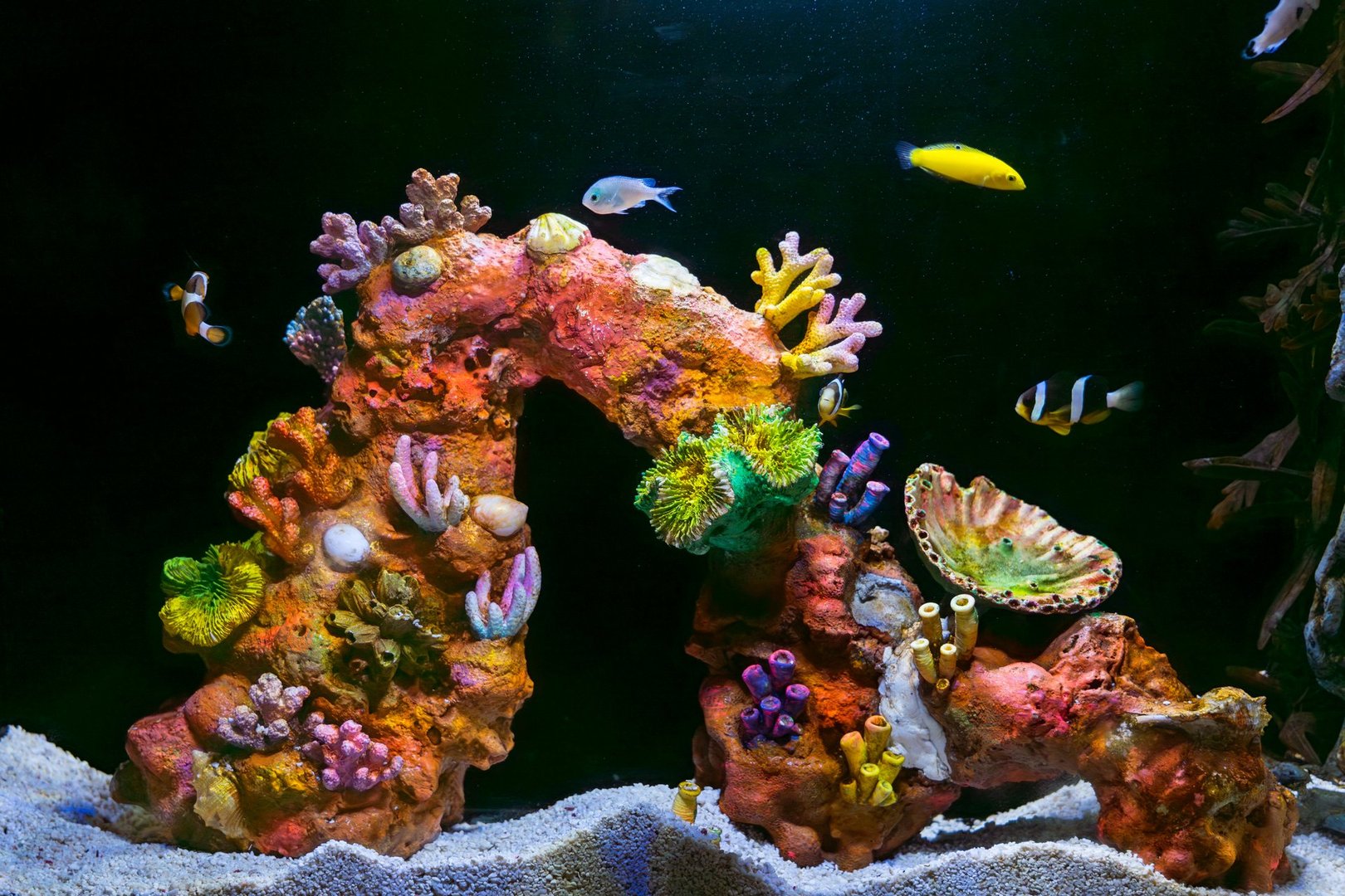 Beautiful Colorful Fish in the Colorful Coral Reef in an Ocean with Nemo