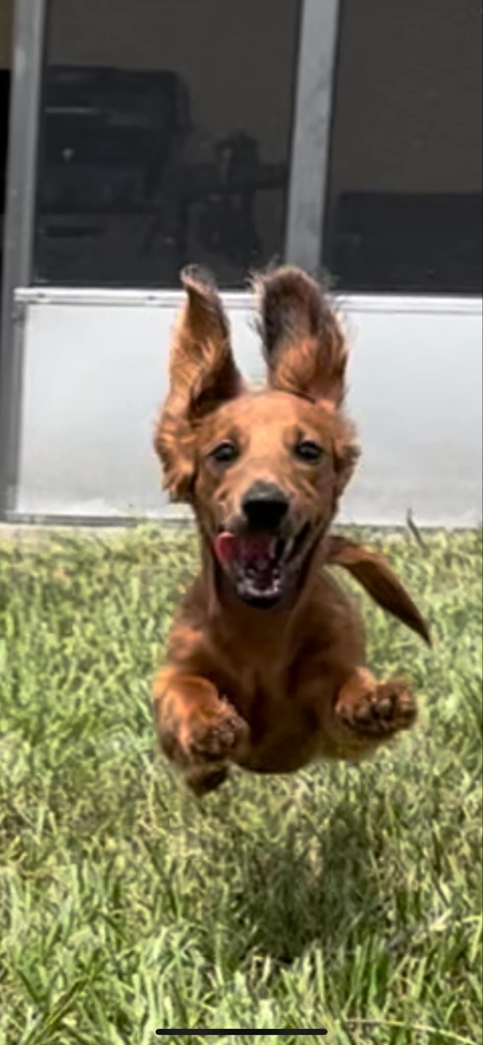 A joyful dachshund with ears flapping runs through grass, its tongue out and paws lifted in mid-air.