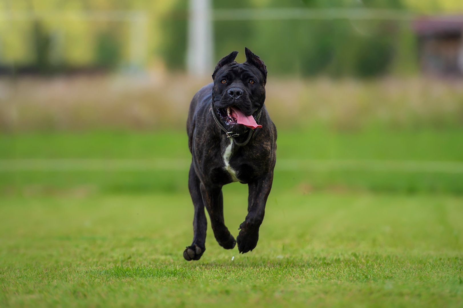 A young and powerful Cane Corso dog runs quickly across a green meadow. The dog looks energetic and strong.