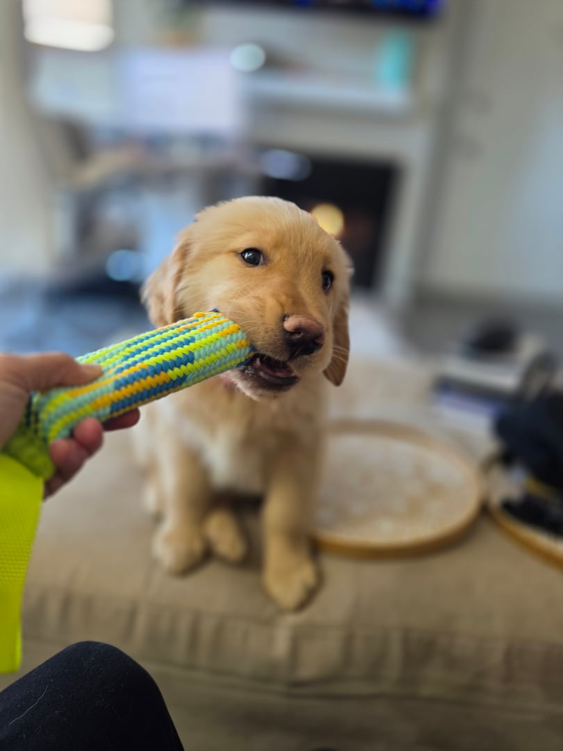 Dog enjoying boarding care at Uptown Pets