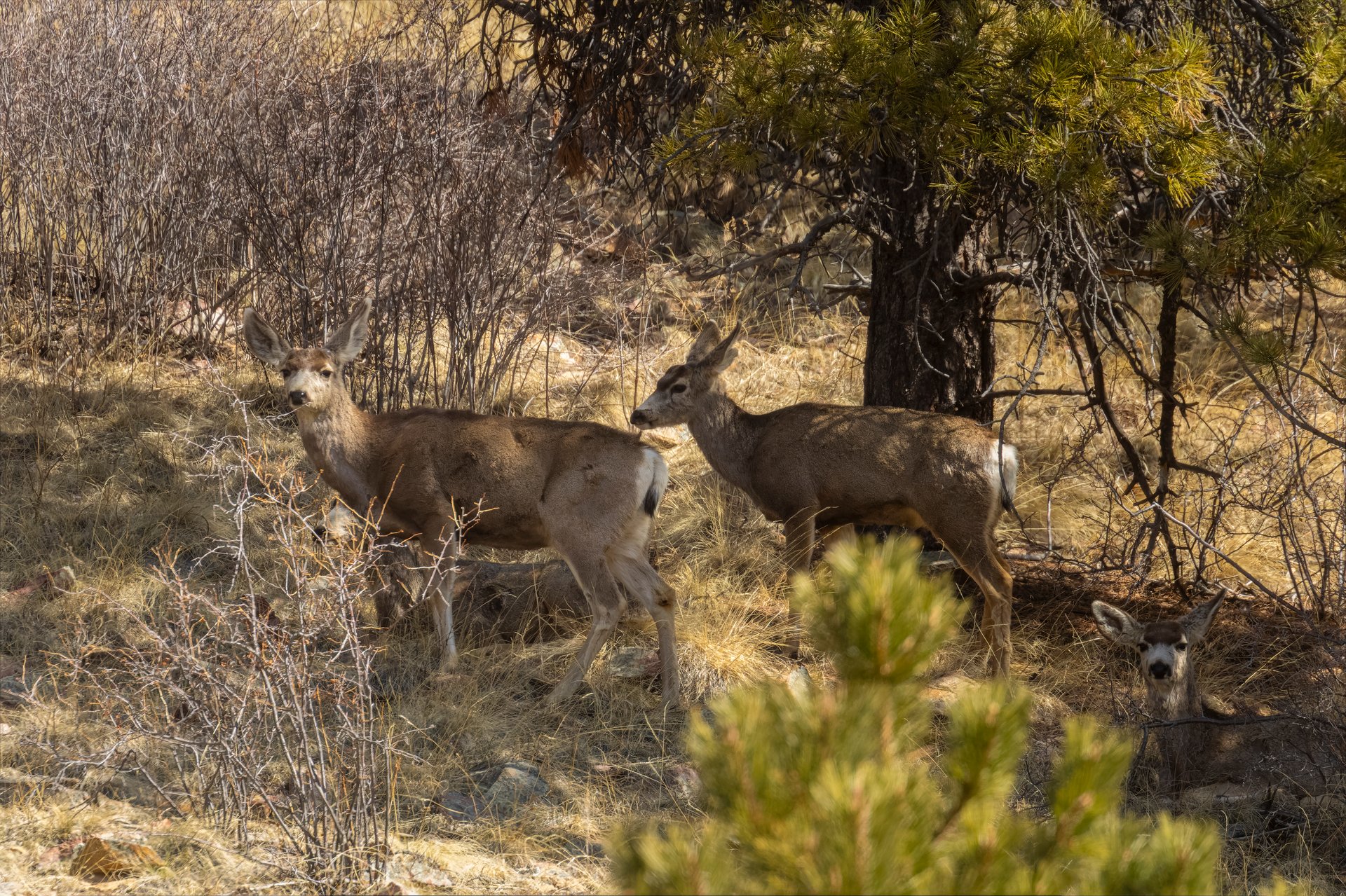 Small herd of mule deer in the Colorado high country on a beautiful spring morning