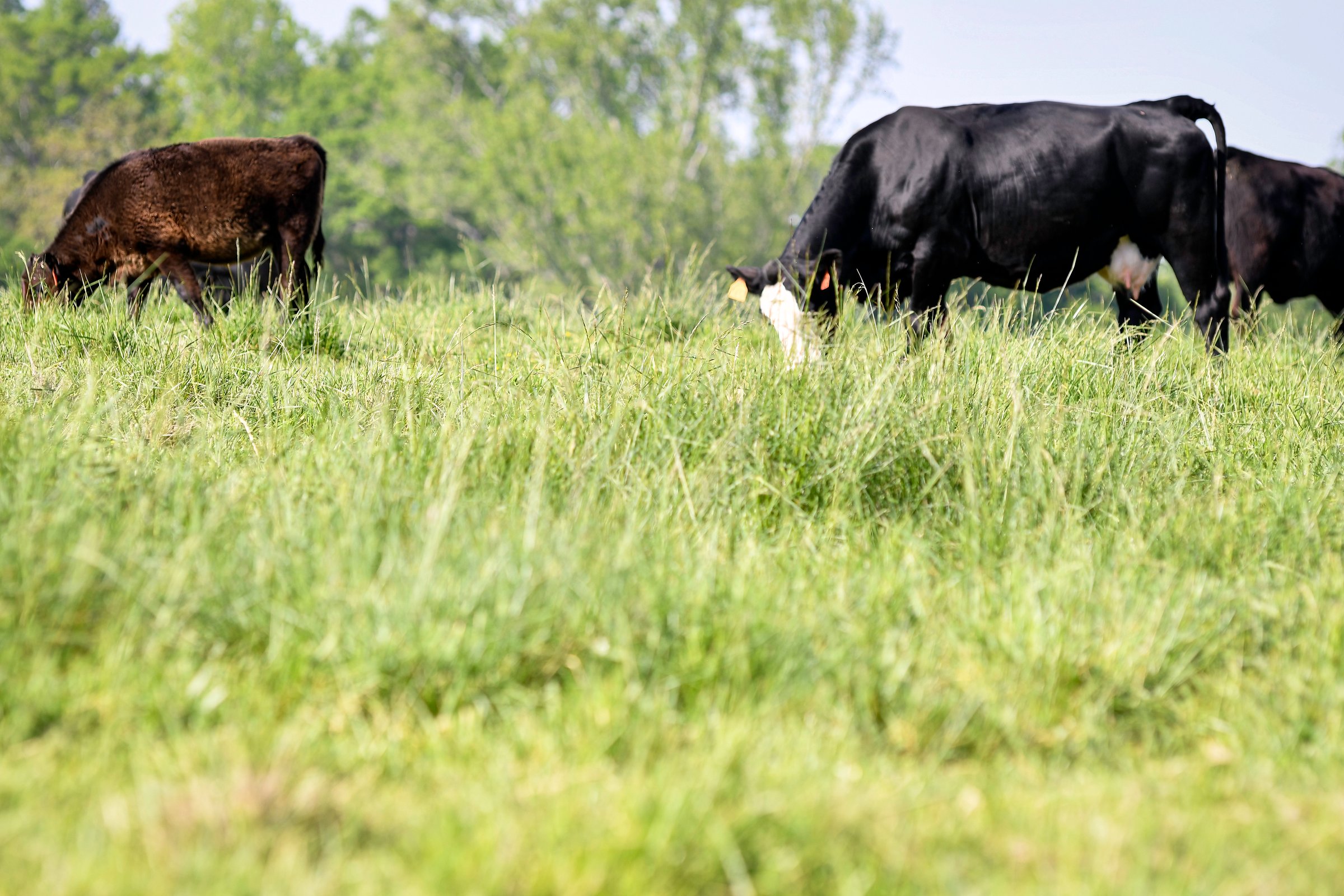 Lush, tall, spring pasture grass with beef cattle grazing out-of-focus in the background with negative space.