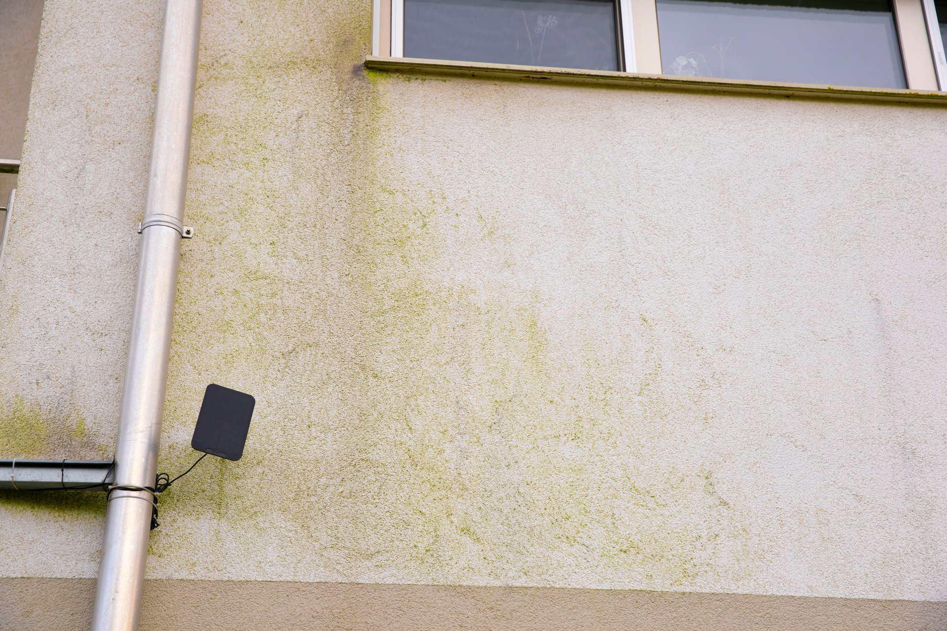 Husfasad med mossa och alger