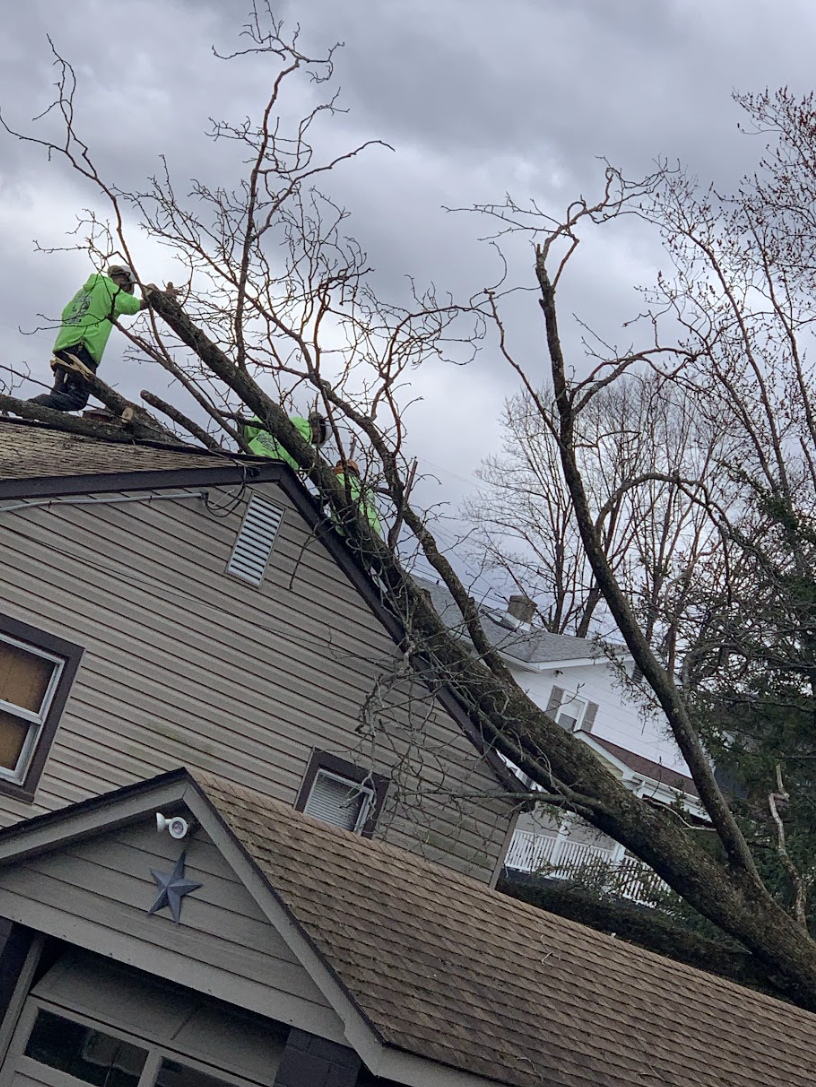 Emergency Tree Service