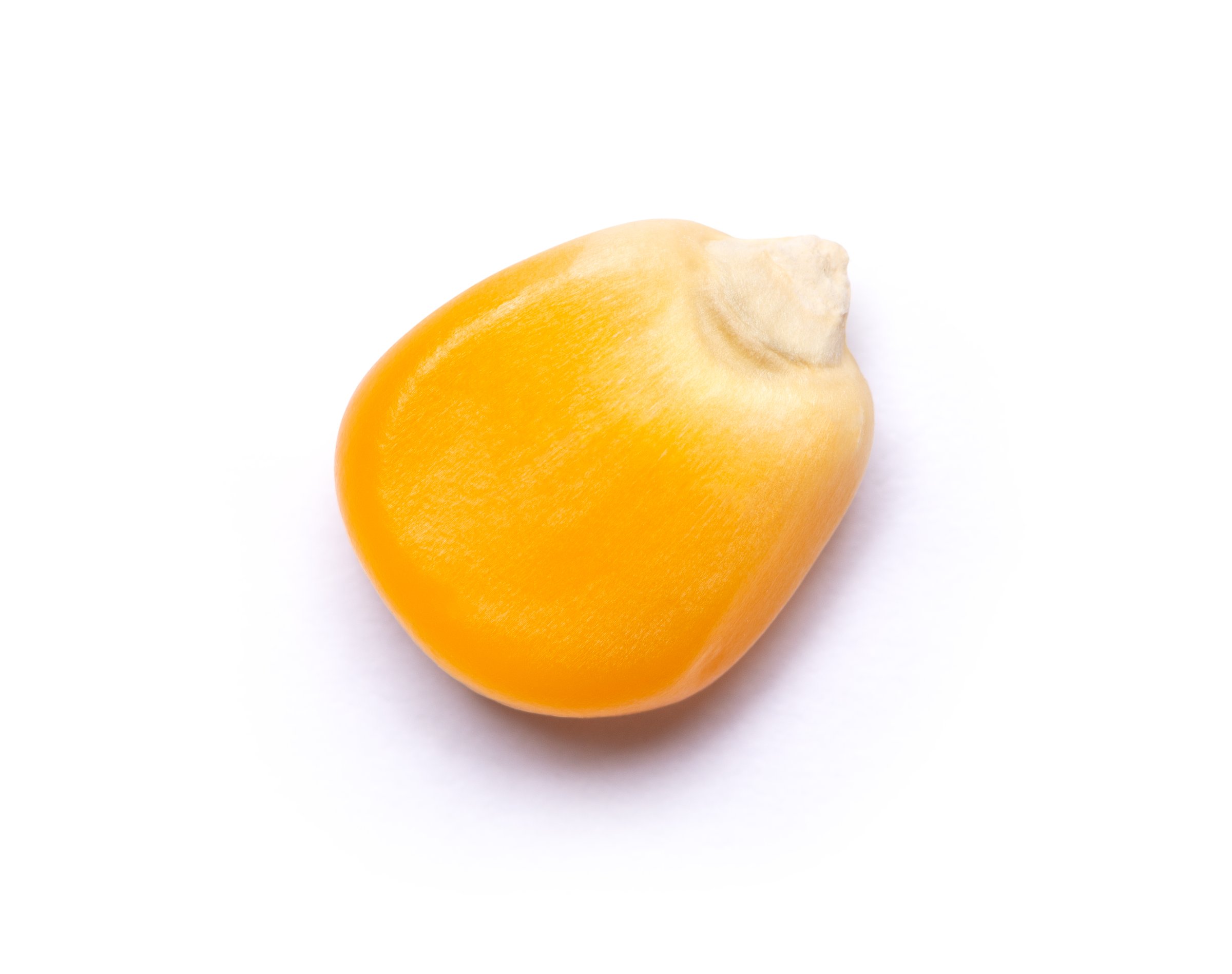 Closeup dried corn seed isolated on white background with clipping path, top view, flat lay. Macro.