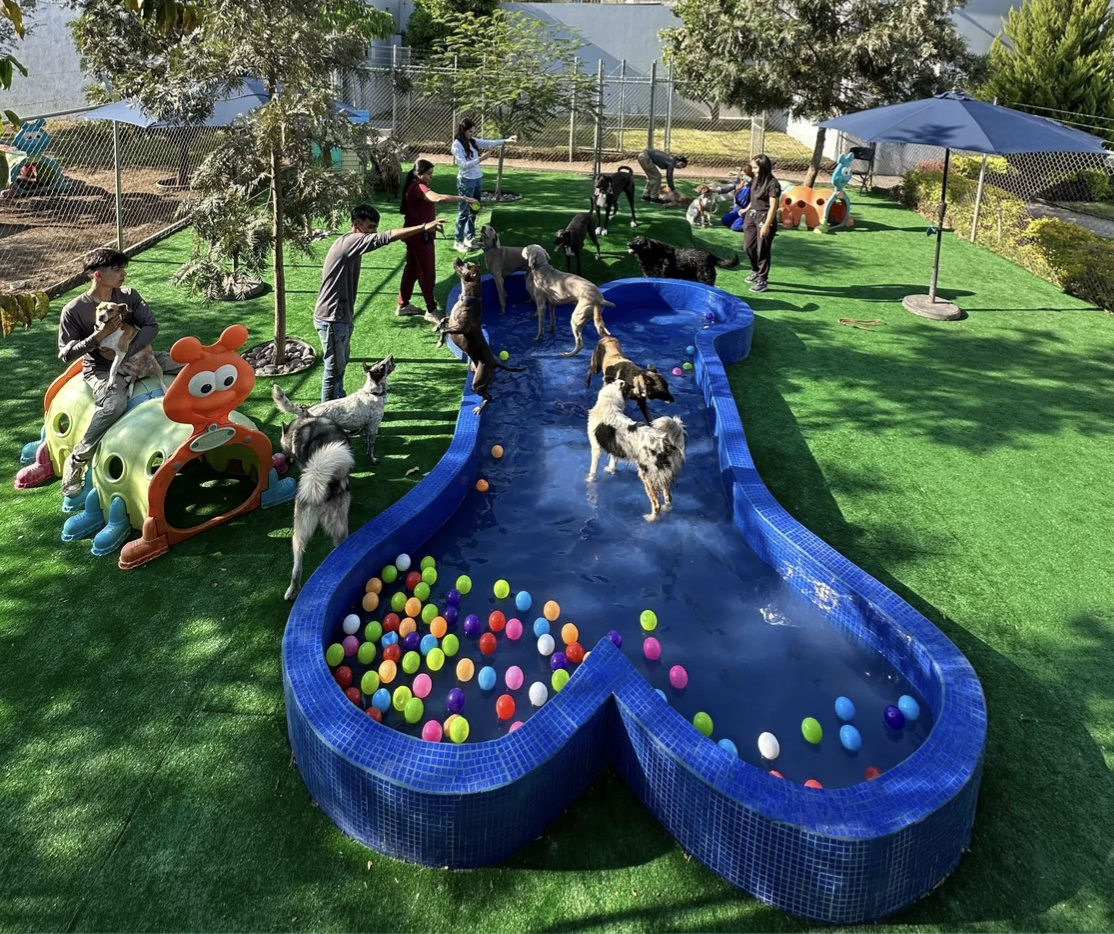 Entrenamiento Avanzado - Huellitas Resort