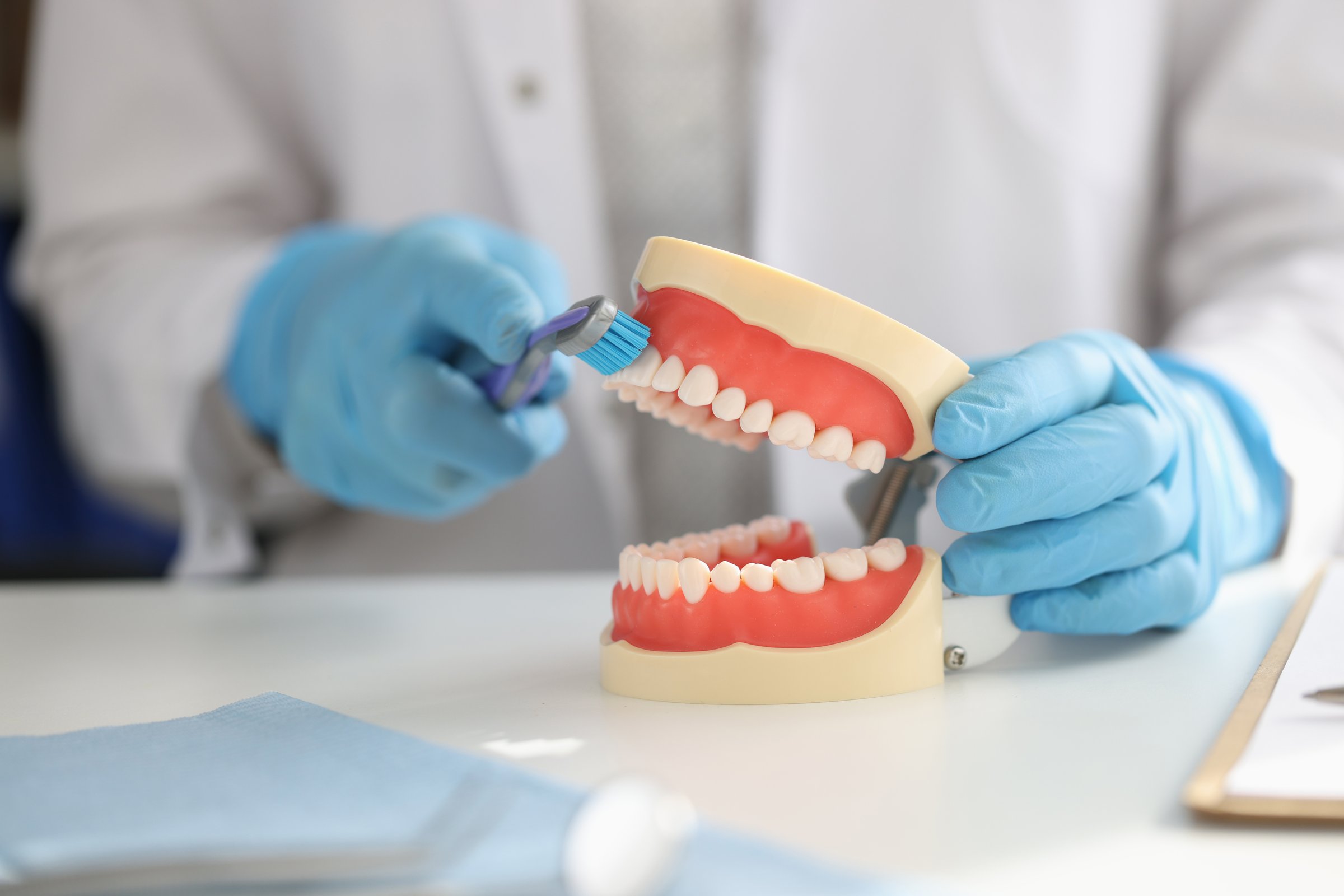 Dentist cleans artificial jaw with toothbrush. Oral care concept