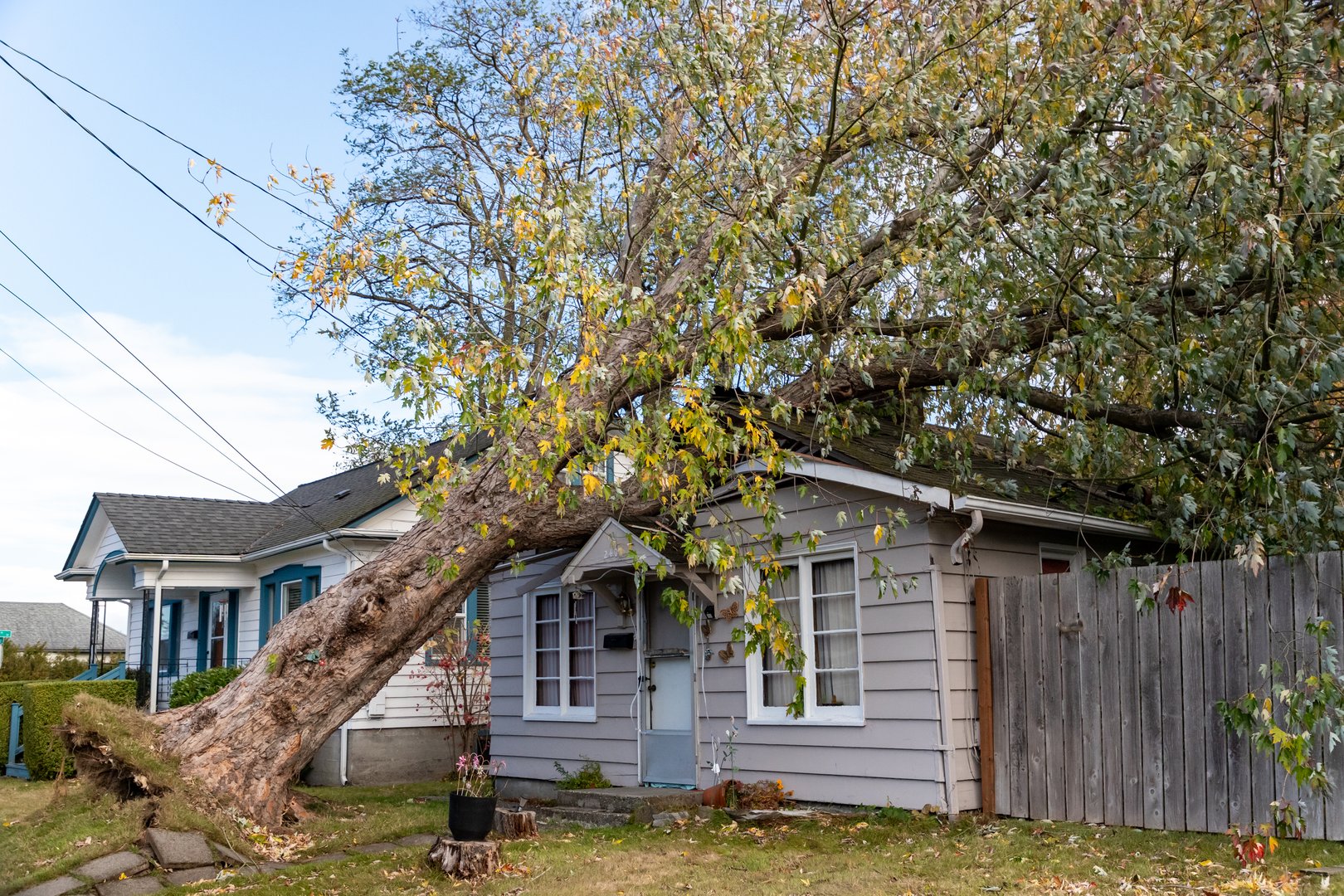 Everett WA USA - 11-05-2022: Wind Storm Damage Tree Blown Over Onto Neighborhood Home