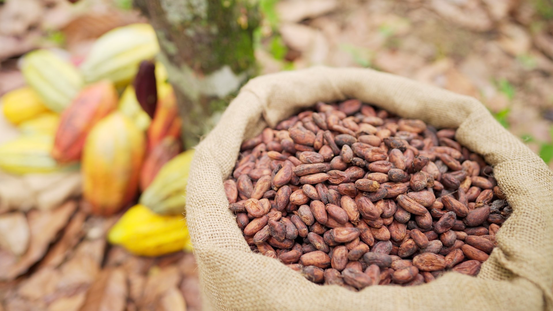 Cocoa beans